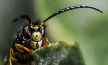 Puzzle 3877 - Tête d'insecte