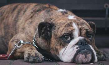 Puzzle 5094 - Chien se repose