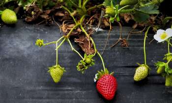 Puzzle 3916 - Une fraise bien mûre