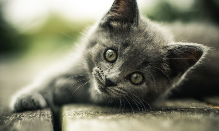 Puzzle Chat gris