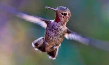 Puzzle 4882 - Colibri