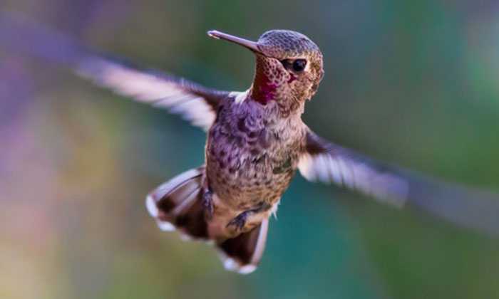 Puzzle Colibri