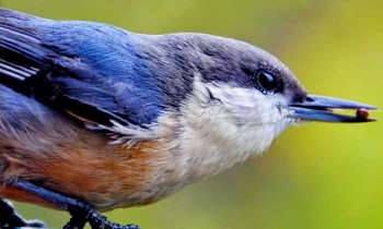 Puzzle 5007 - Petit oiseau
