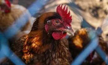 Puzzle 4860 - Poule en cage