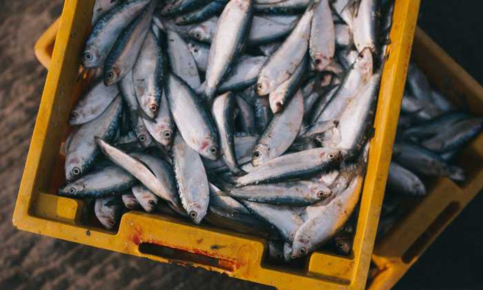 Puzzle Poissons frais