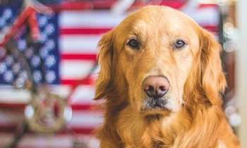 Puzzle 4885 - Chien américain