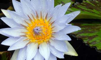 Puzzle 3771 - Fleur