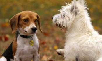 Puzzle 4843 - 2 chiens