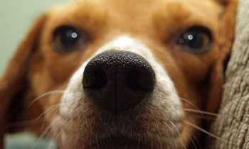 Puzzle 3857 - Truffe de chien