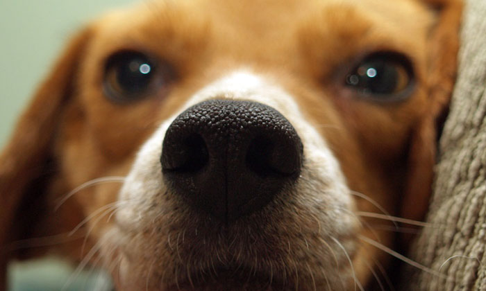 Puzzle Truffe de chien