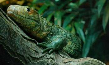 Puzzle 4624 - Iguane vert