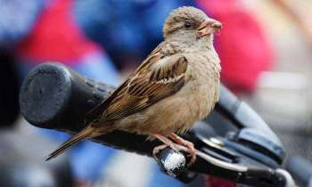 Puzzle 4565 - Oiseau sur un vélo
