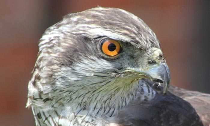 Puzzle Rapace