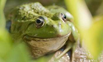 Puzzle 4533 - Grenouille