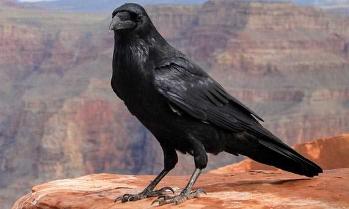 Puzzle Corbeau du désert