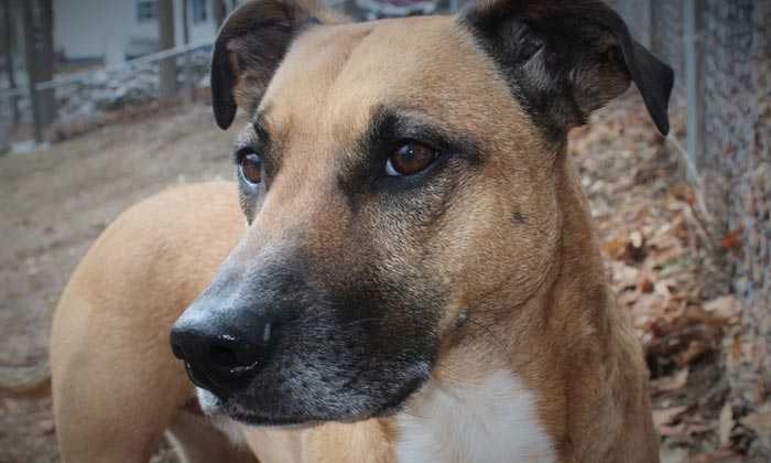 Puzzle Chien perdu