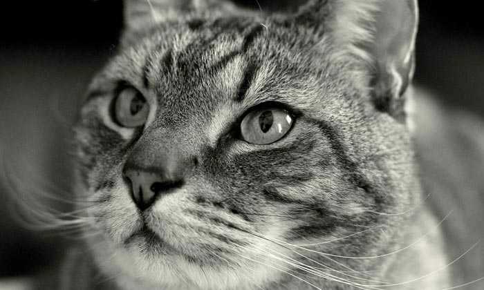 Puzzle Tête de chat