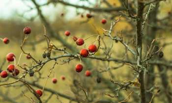 Puzzle 3943 - Arbuste en hiver