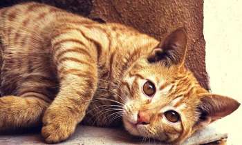 Puzzle 3956 - Sieste du chat