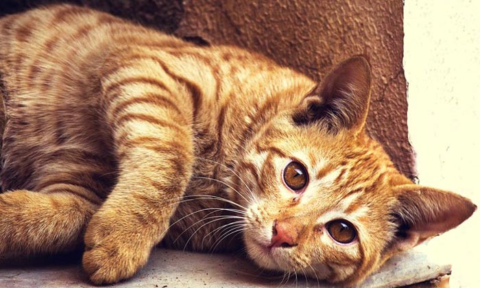 Puzzle Sieste du chat