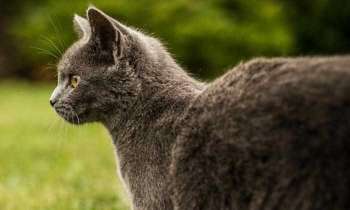 Puzzle 4517 - Chat gris