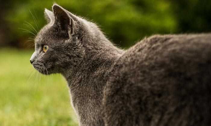 Puzzle Chat gris