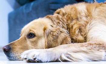 Puzzle 4356 - Sieste du chien