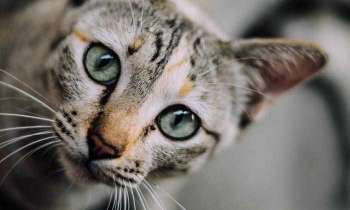 Puzzle 4521 - Chat curieux