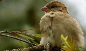 Puzzle 4784 - Oiseau