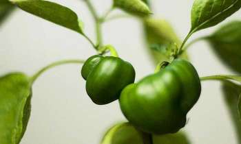 Puzzle 4751 - Poivrons verts