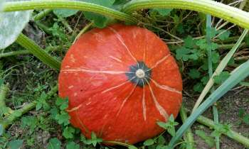 Puzzle 3909 - Une citrouille pour Halloween