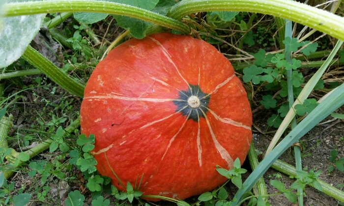Puzzle Une citrouille pour Halloween