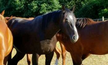 Puzzle 4503 - Groupe de chevaux