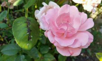 Puzzle 4632 - Une rose rose