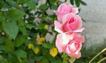 Puzzle 4038 - 3 roses