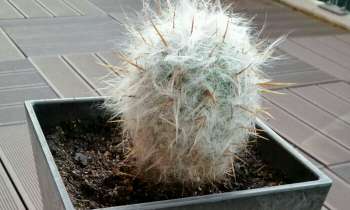 Puzzle 3966 - Cactus
