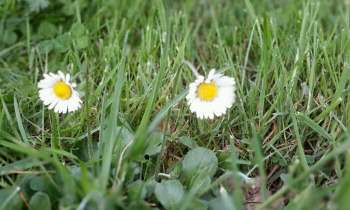 Puzzle 4787 - 2 marguerites