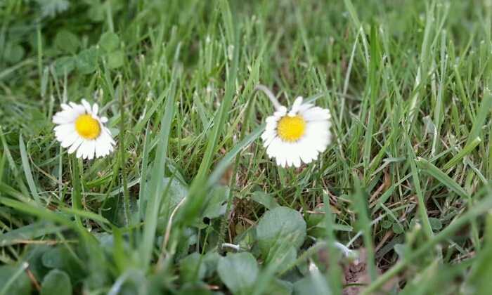 Puzzle 2 marguerites
