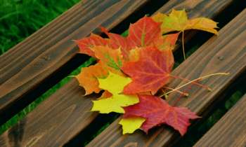 Puzzle 3933 - Feuilles d'automne