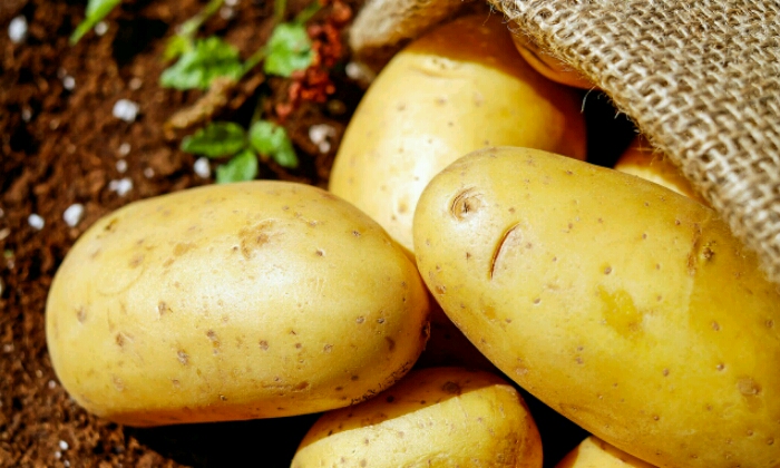 Puzzle Récolte de pommes de terre