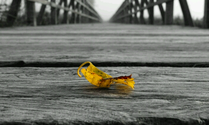 Puzzle feuille morte