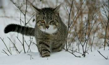 Puzzle 4004 - Chat dans la neige