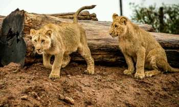 Puzzle 4089 - Lionnes