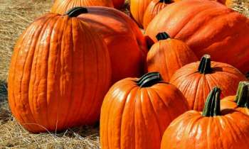 Puzzle 5008 - Citrouilles d'Halloween