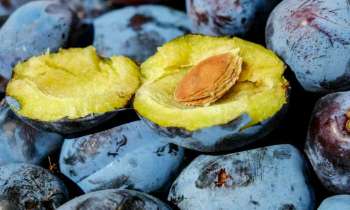 Puzzle 4217 - Prunes