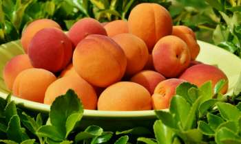 Puzzle 4043 - Abricots