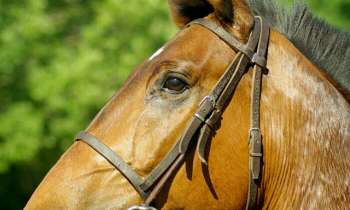 Puzzle 4023 - Cheval
