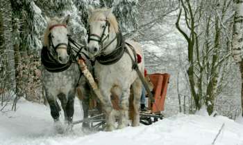 Puzzle 3973 - Chevaux dans la neige