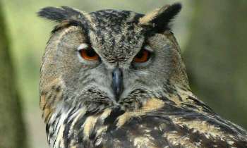 Puzzle 4526 - Hibou ou chouette