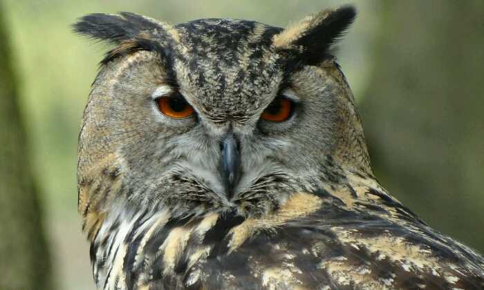 Puzzle Hibou ou chouette
